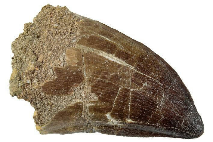 Large, Fossil Mosasaur (Prognathodon) Tooth - Morocco #262813